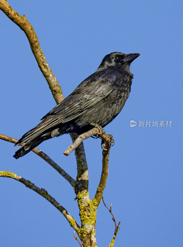 食腐乌鸦(Corvus corone)